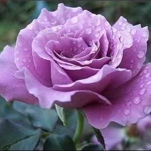 Meet your Posher, Alma